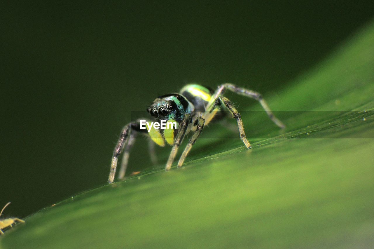 Spider on plant