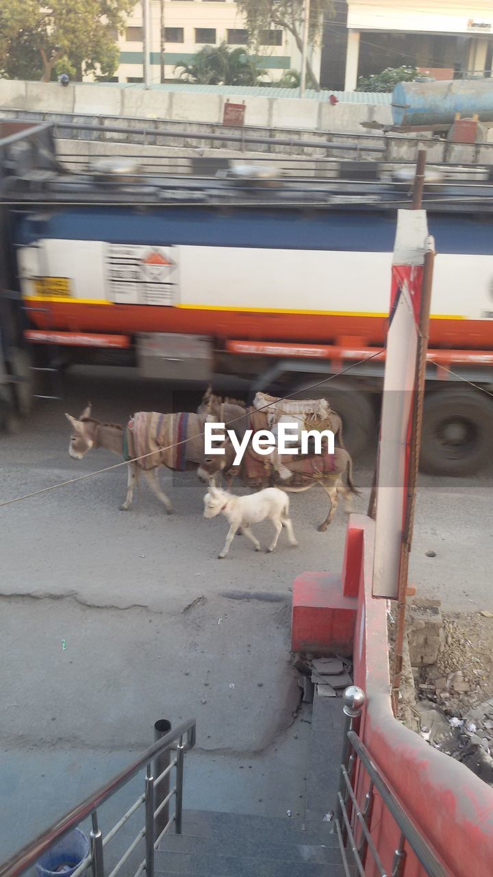 HORSE CART ON VEHICLE