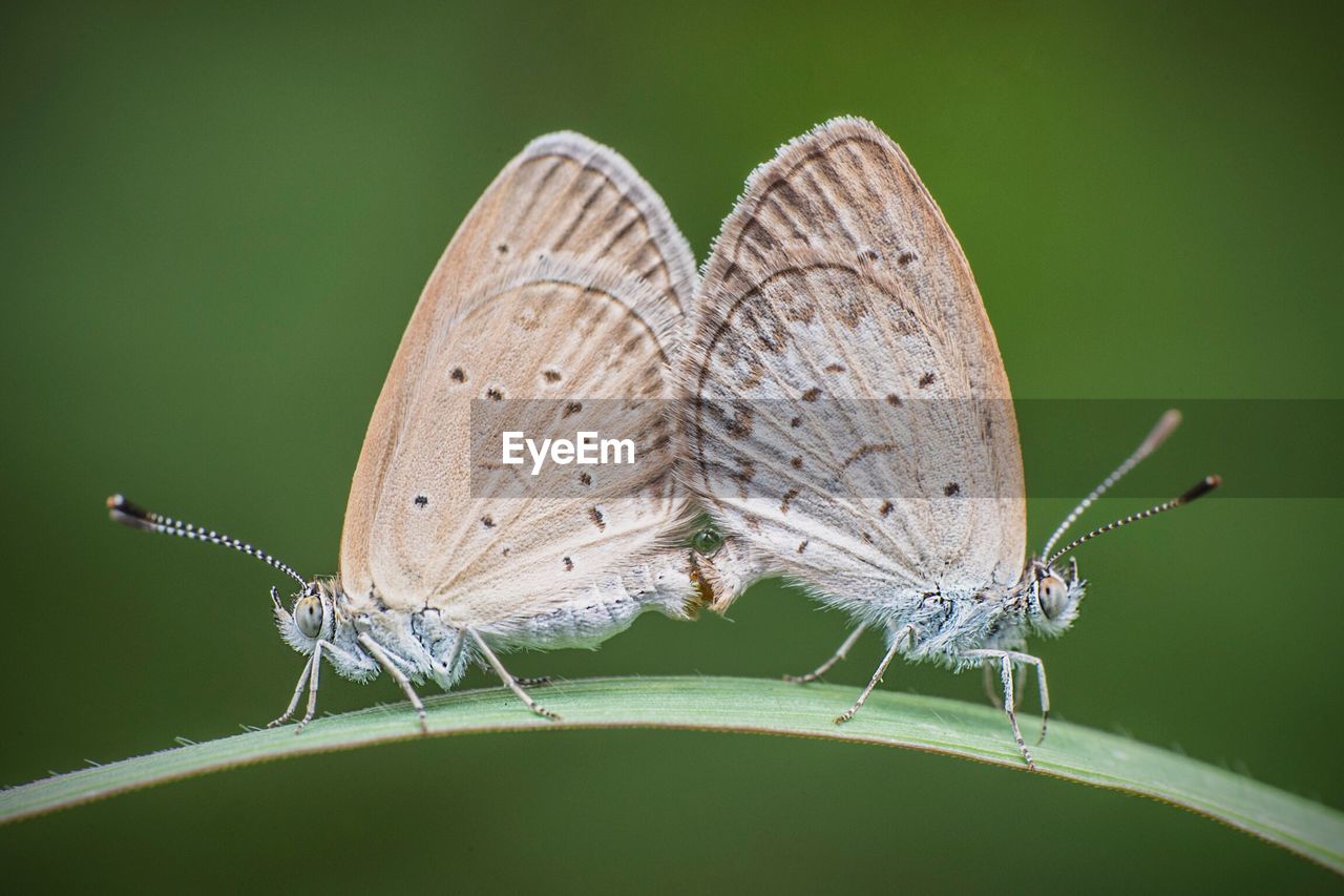 Close-up of butterflies on grass blade