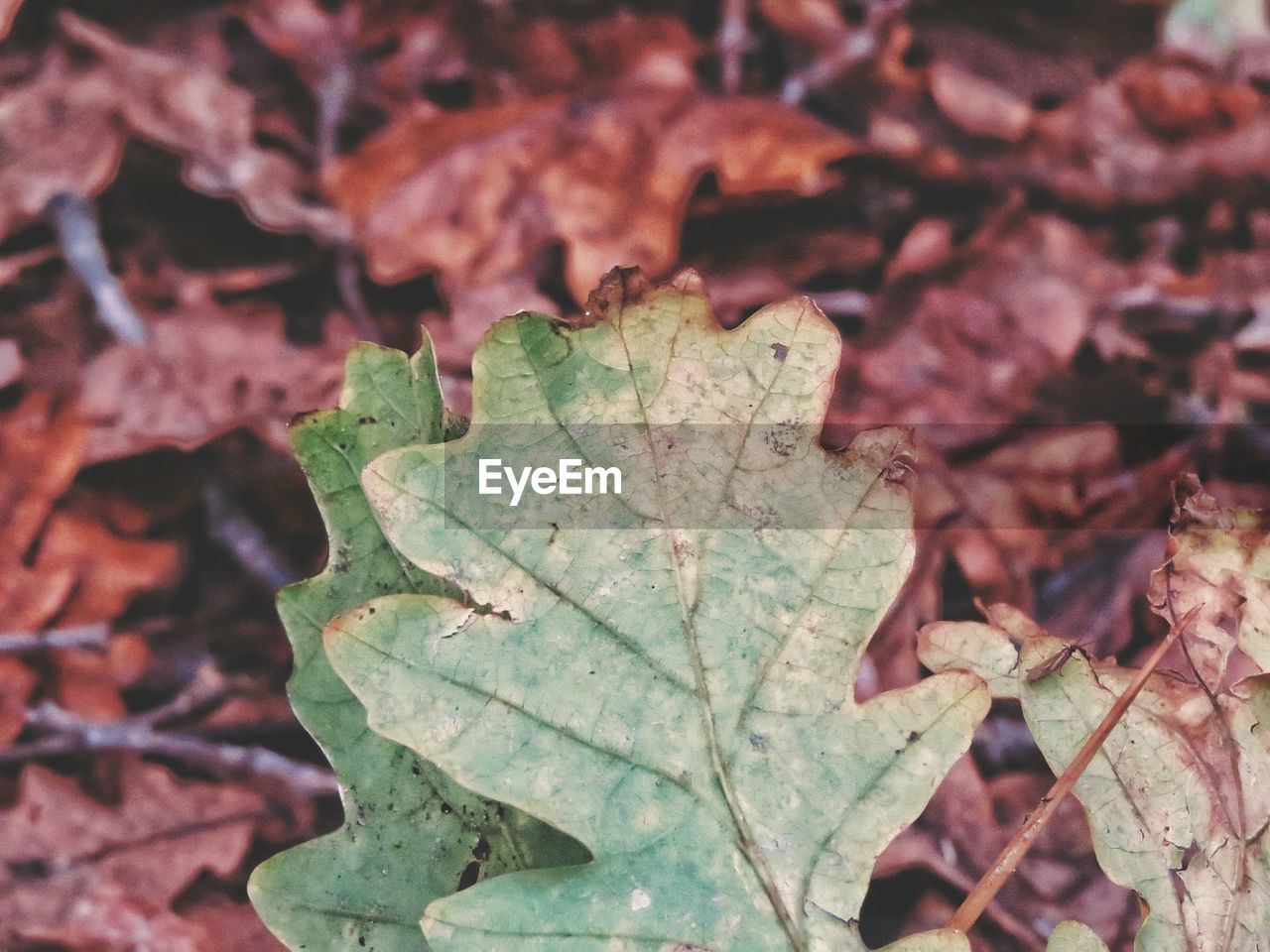 CLOSE-UP OF MAPLE LEAF ON GROUND