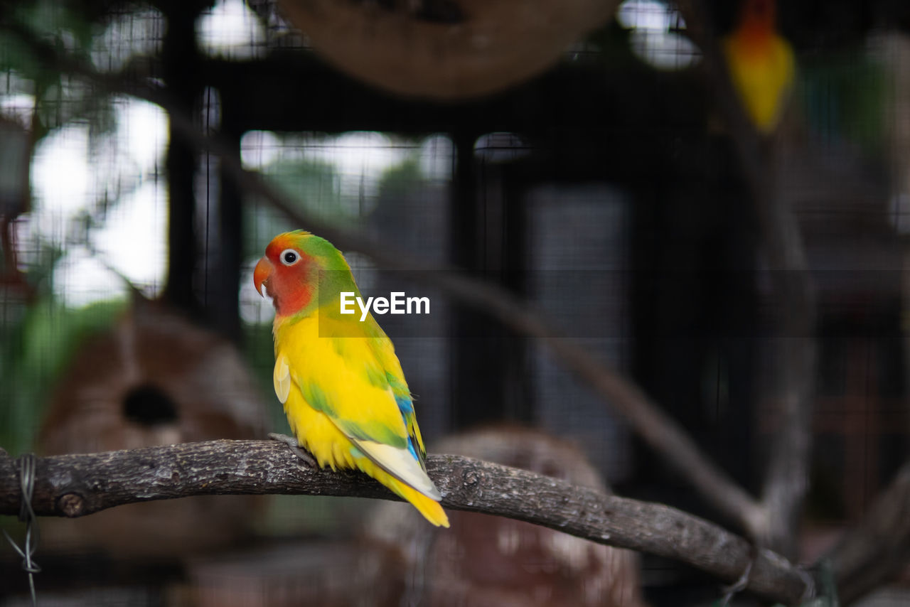 Parrot perching on branch
