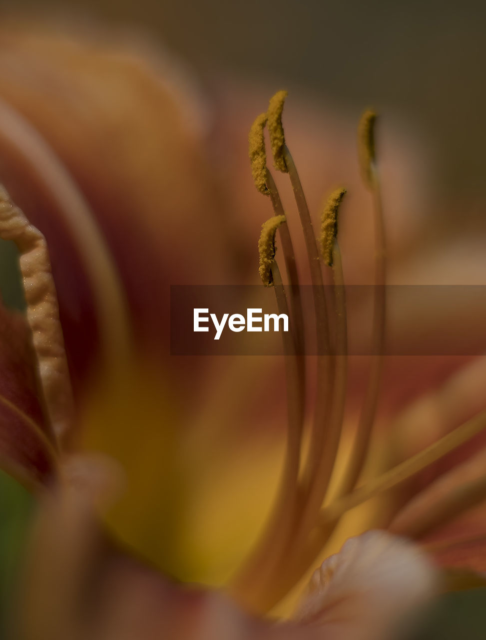 Close-up of yellow flowering plant