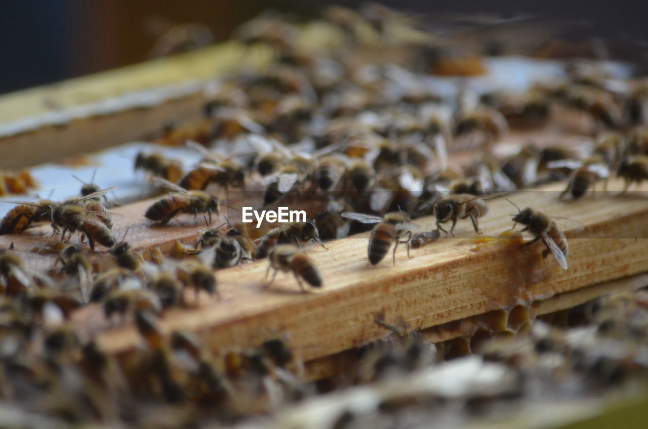 Close-up of bees on wood