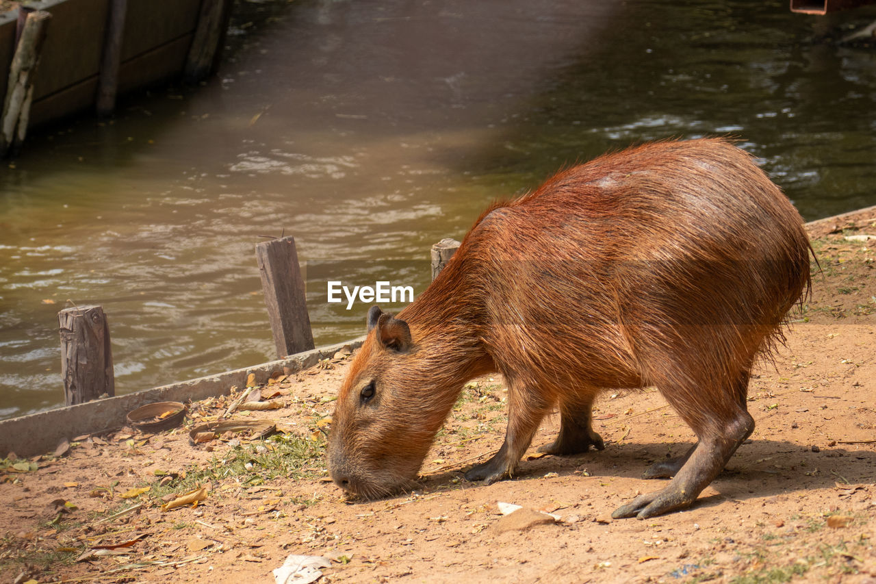 Side view of capybara drinking water