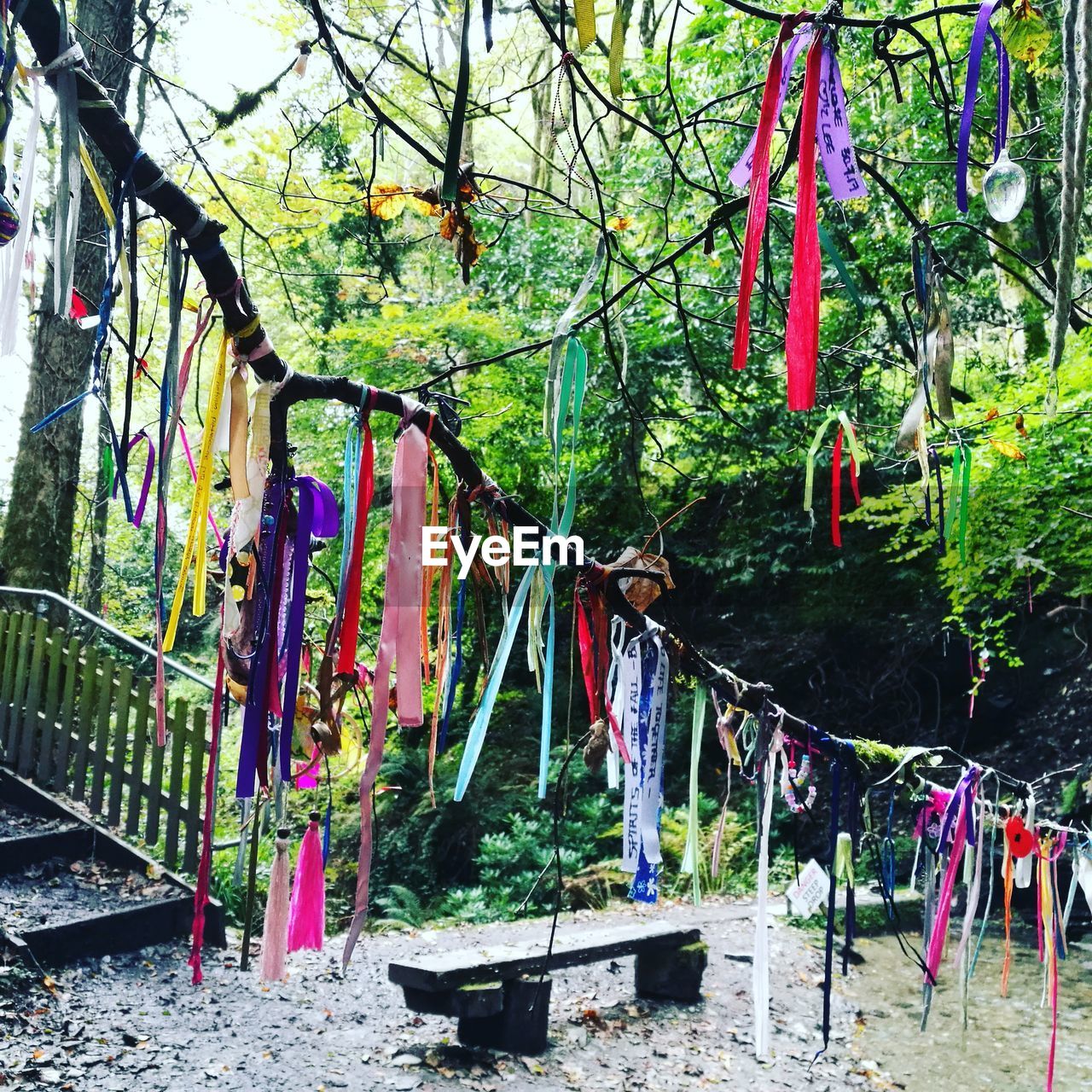 CLOTHES DRYING ON BRANCH