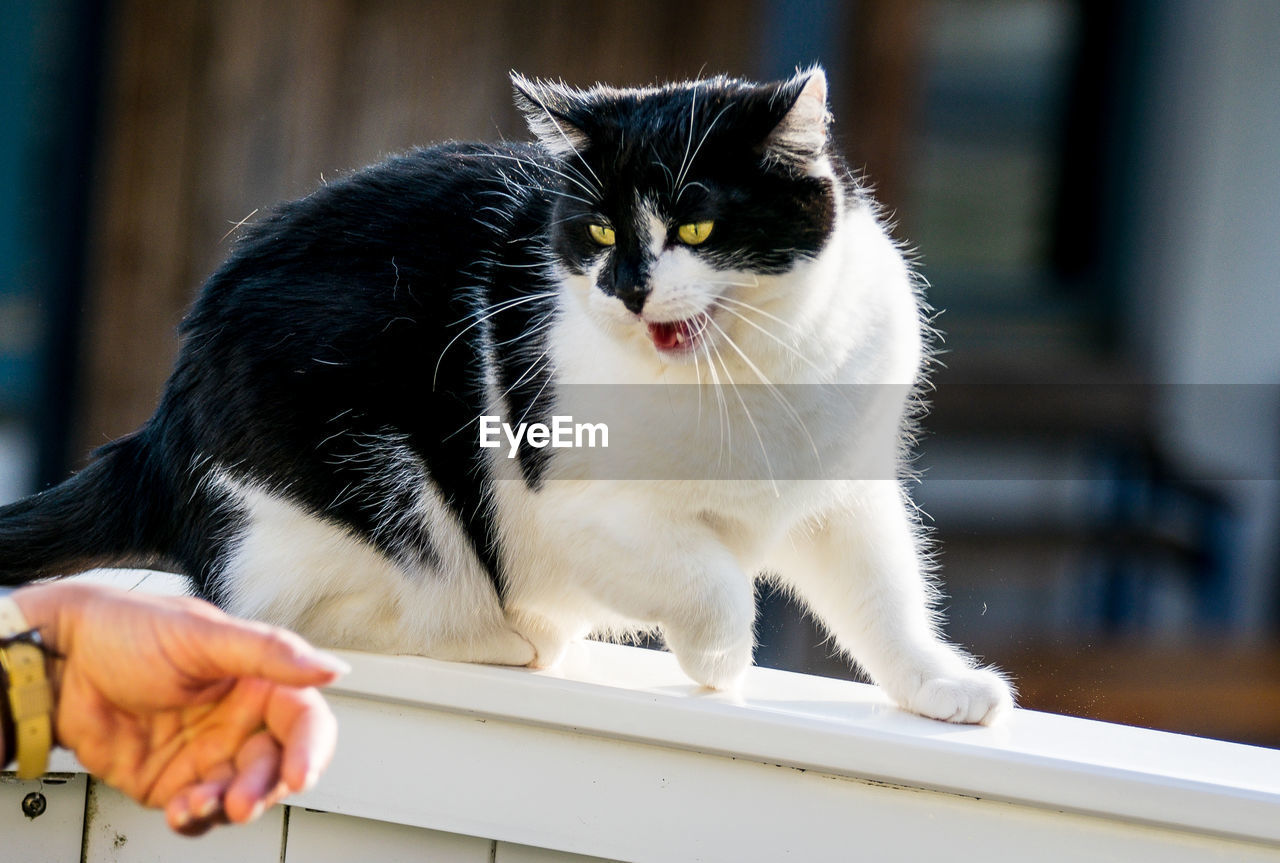 pet, animal, mammal, domestic animals, animal themes, cat, domestic cat, one animal, feline, whiskers, small to medium-sized cats, felidae, animal hair, hand, white, one person, indoors, focus on foreground, sitting, animal body part