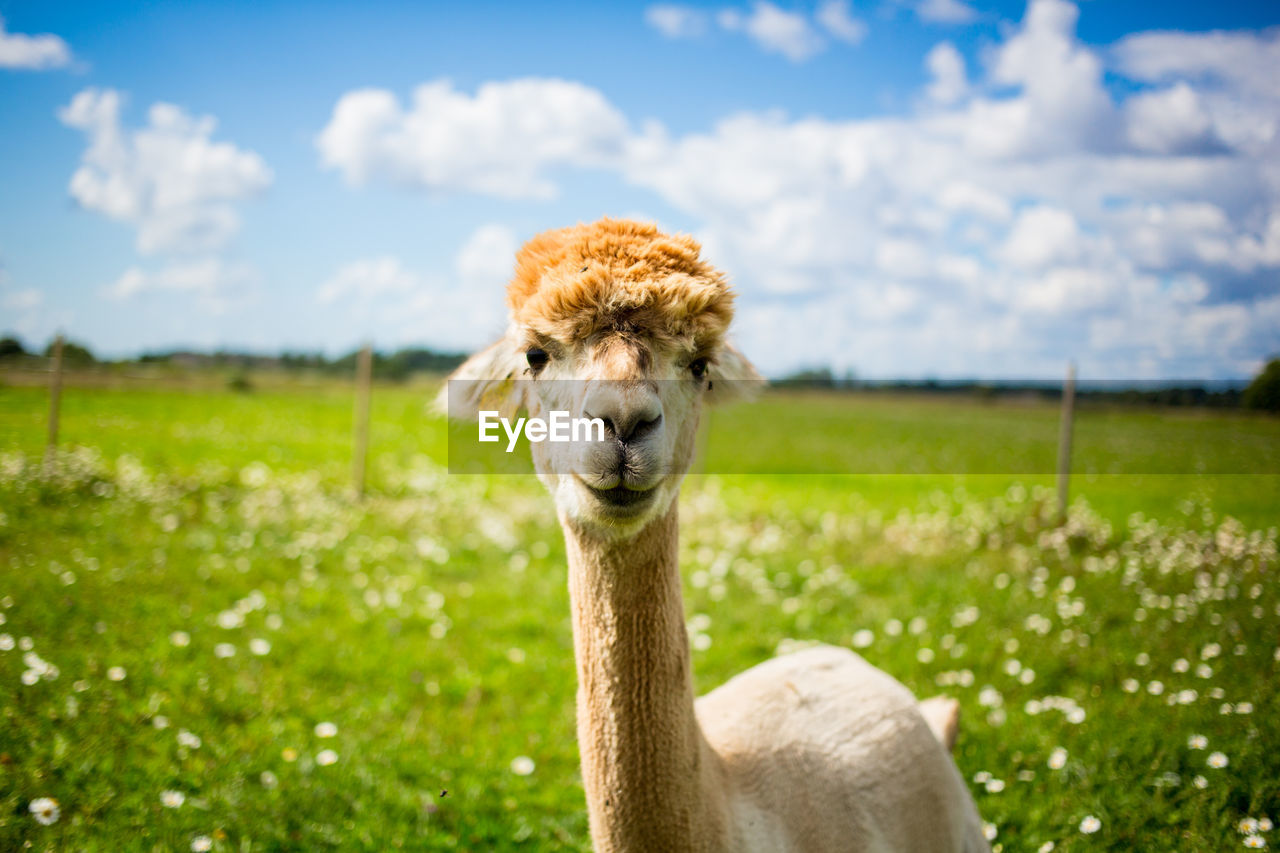 Alpaca standing on grassy field