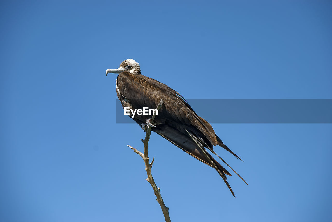 BIRD PERCHING ON A TREE