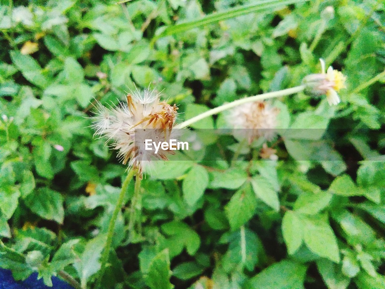 CLOSE-UP OF HONEY BEE ON FLOWER