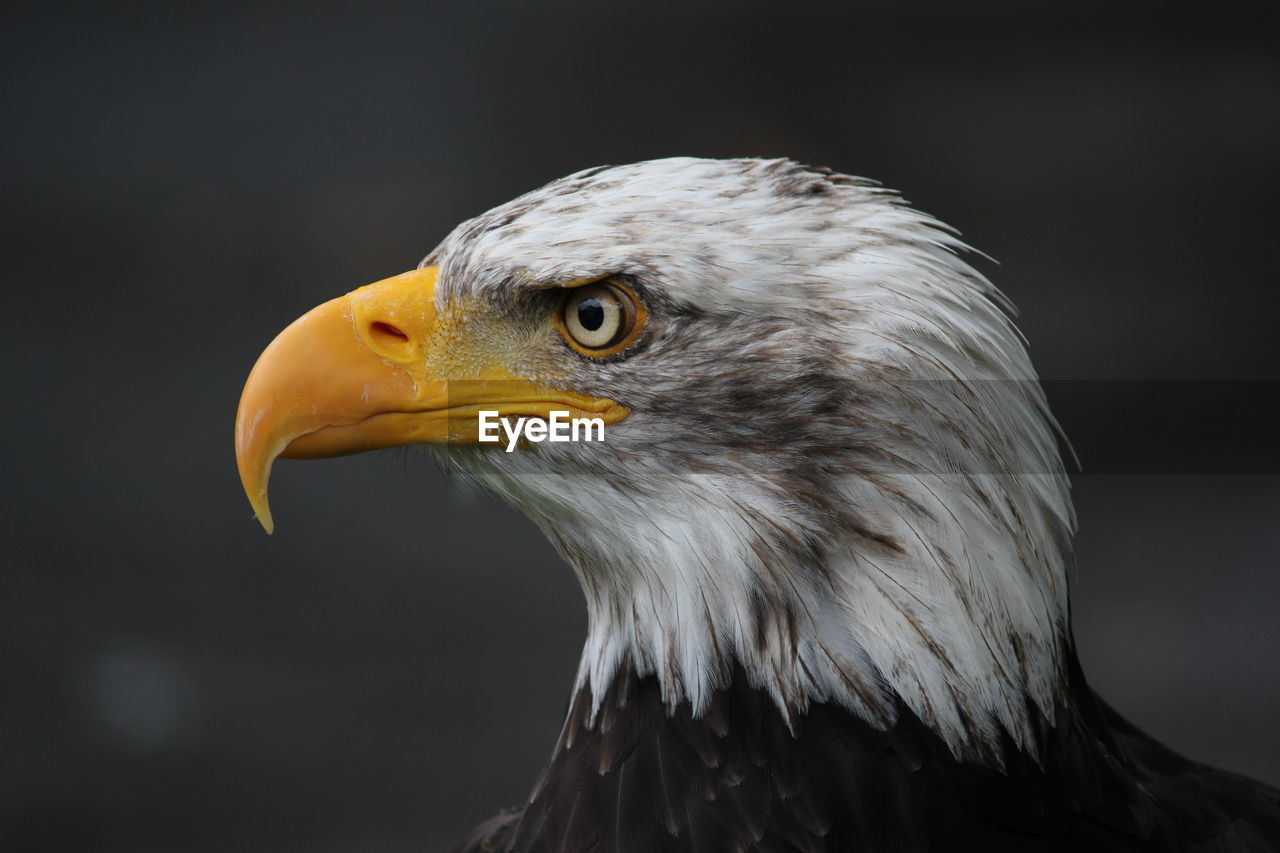 Close-up of eagle looking away outdoors
