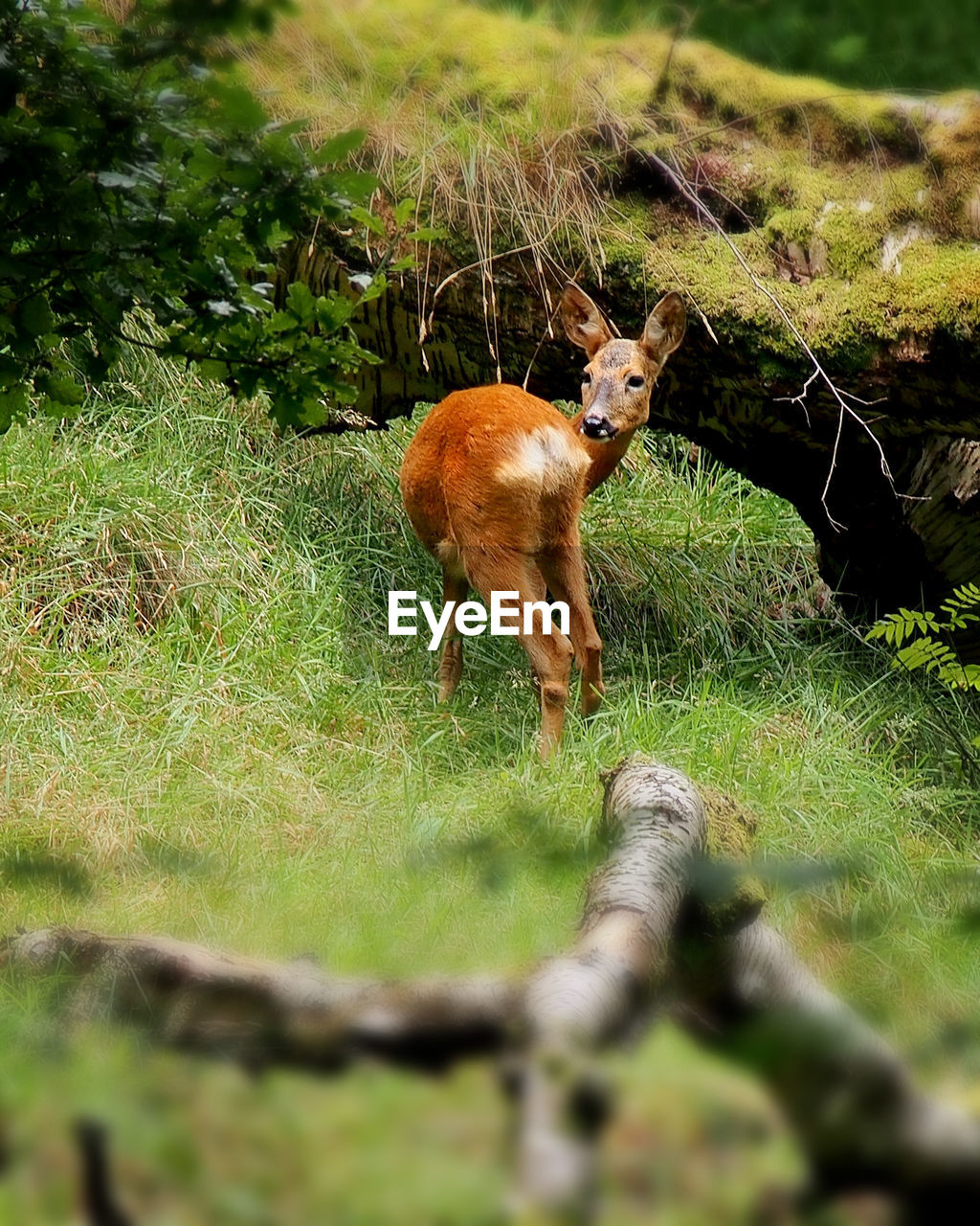 Deer looking away on grassy field
