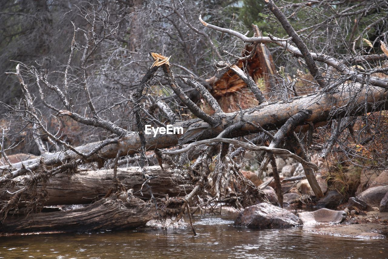 Close-up of fallen tree on river