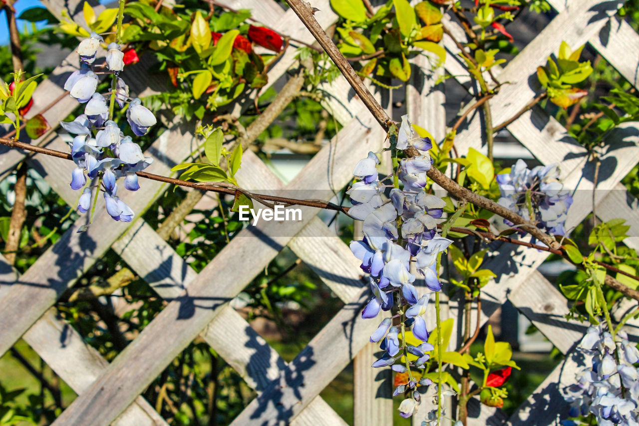 CLOSE-UP OF FLOWERS ON BRANCH