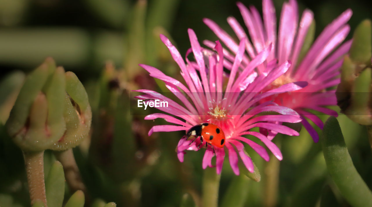 CLOSE-UP OF PINK AND PURPLE FLOWERING PLANT