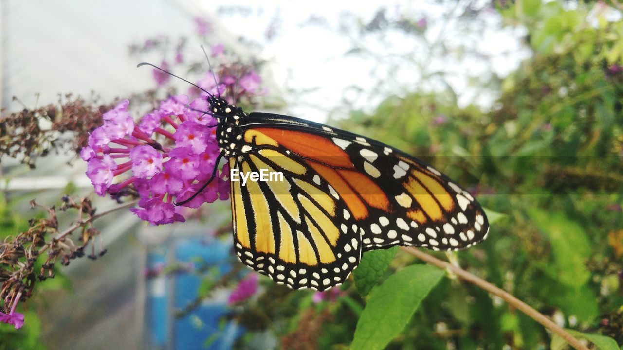 Close-up of butterfly pollinating on purple flower