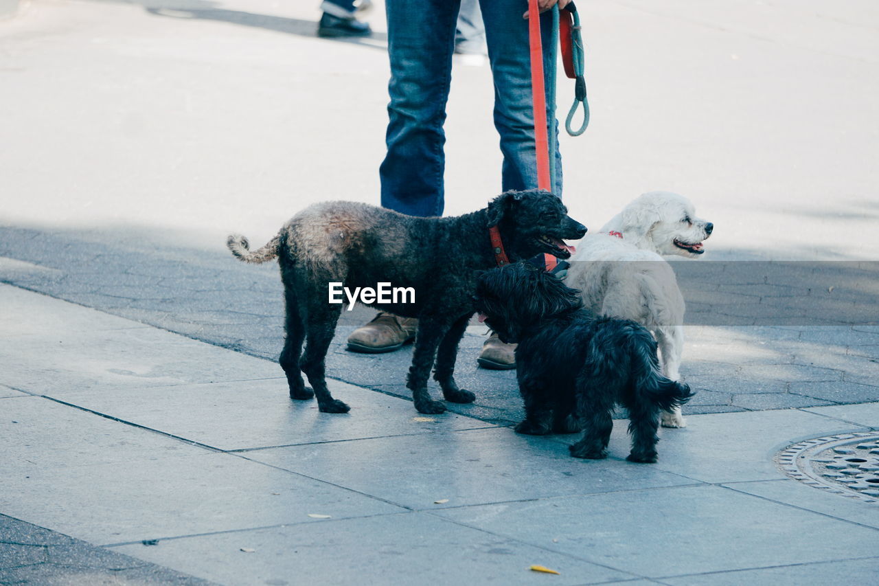 Low section of man standing with dogs on footpath