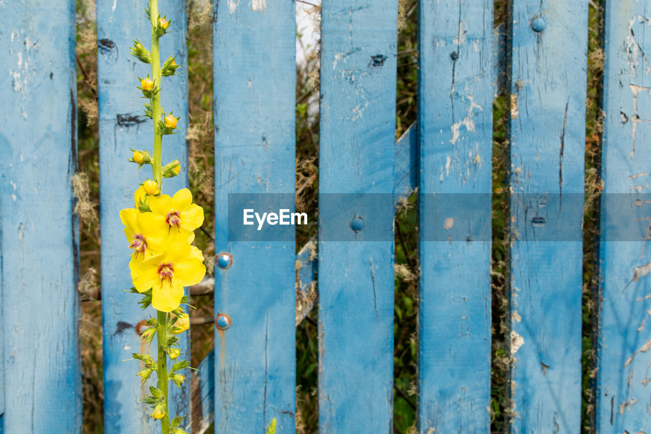 Close-up of yellow wooden fence