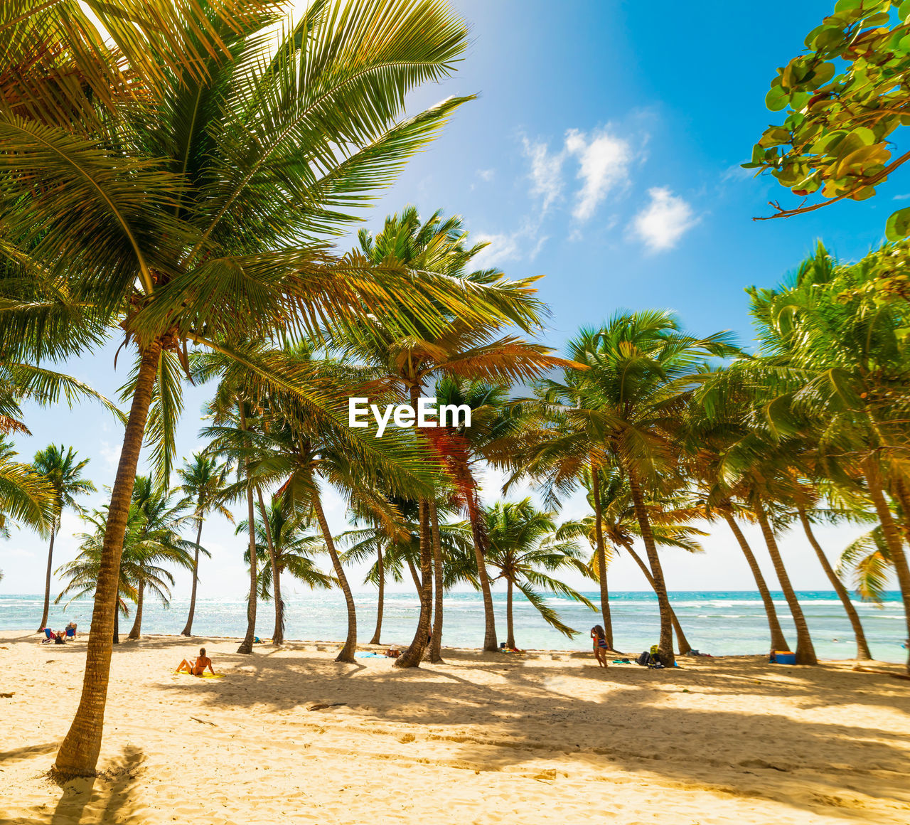 VIEW OF PALM TREES ON BEACH