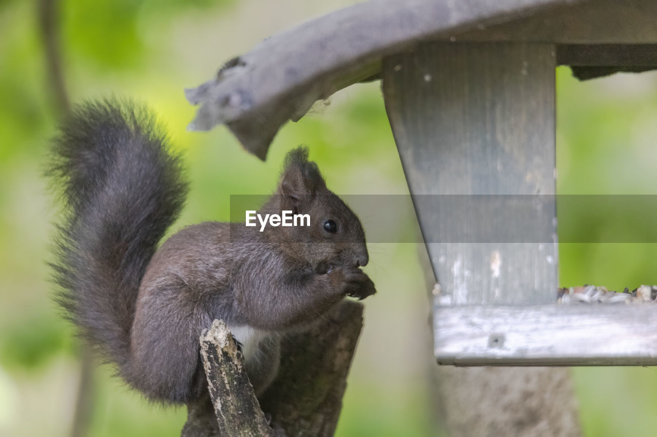 CLOSE-UP OF SQUIRREL EATING TREE