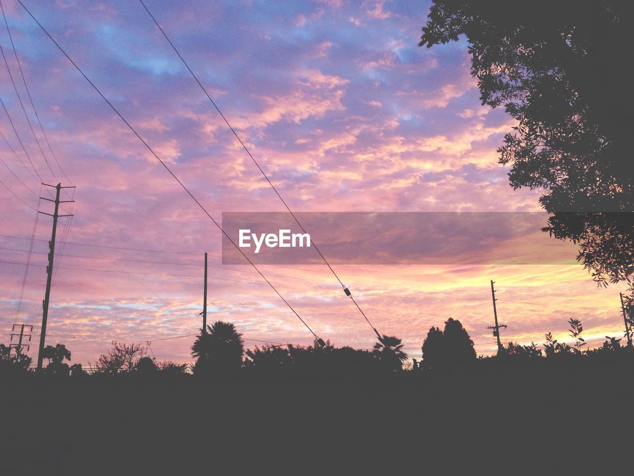 Power lines over trees during dusk