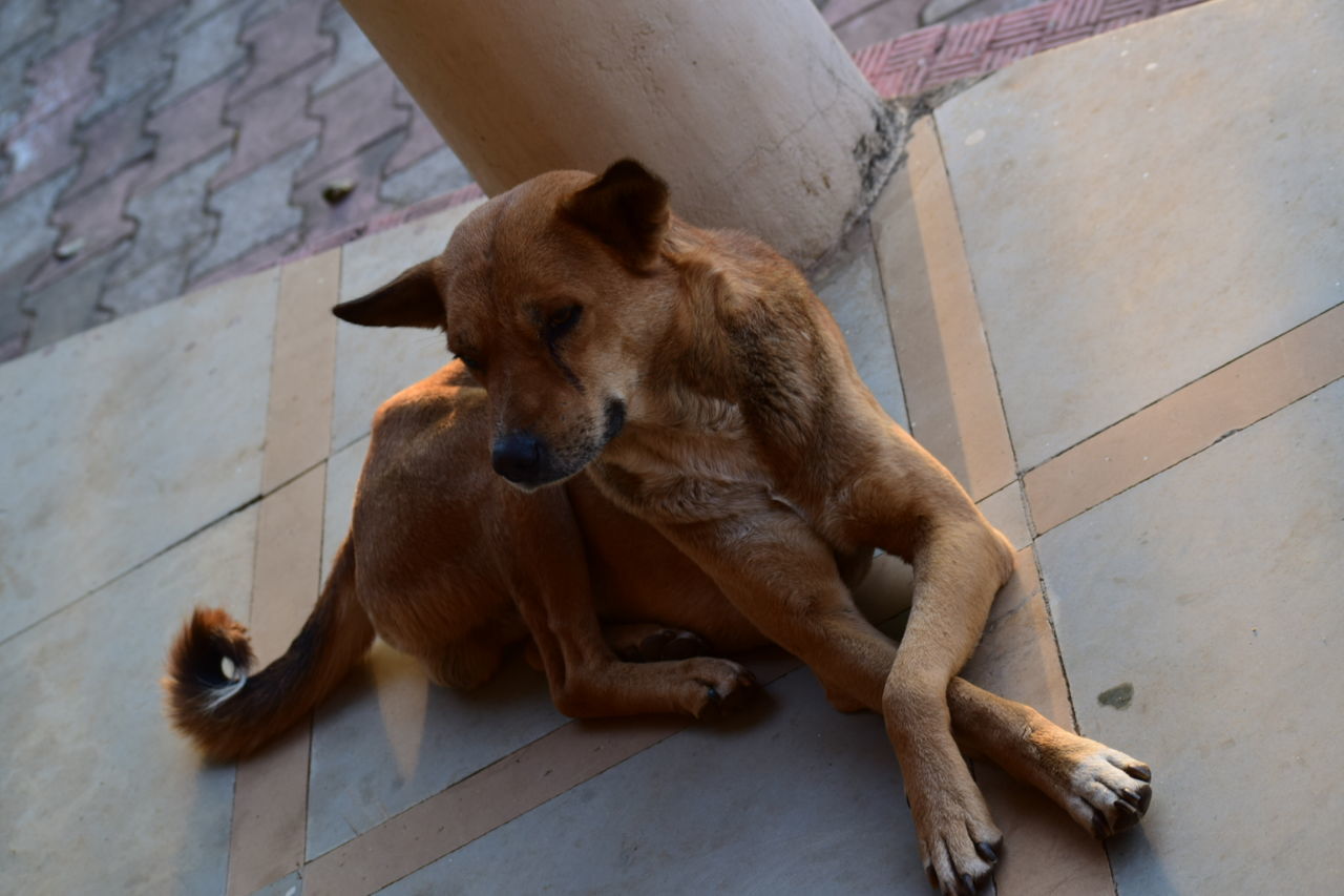 DOG SITTING ON WALL