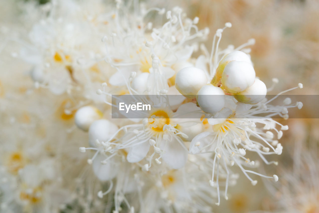 Close-up of white flowering plant