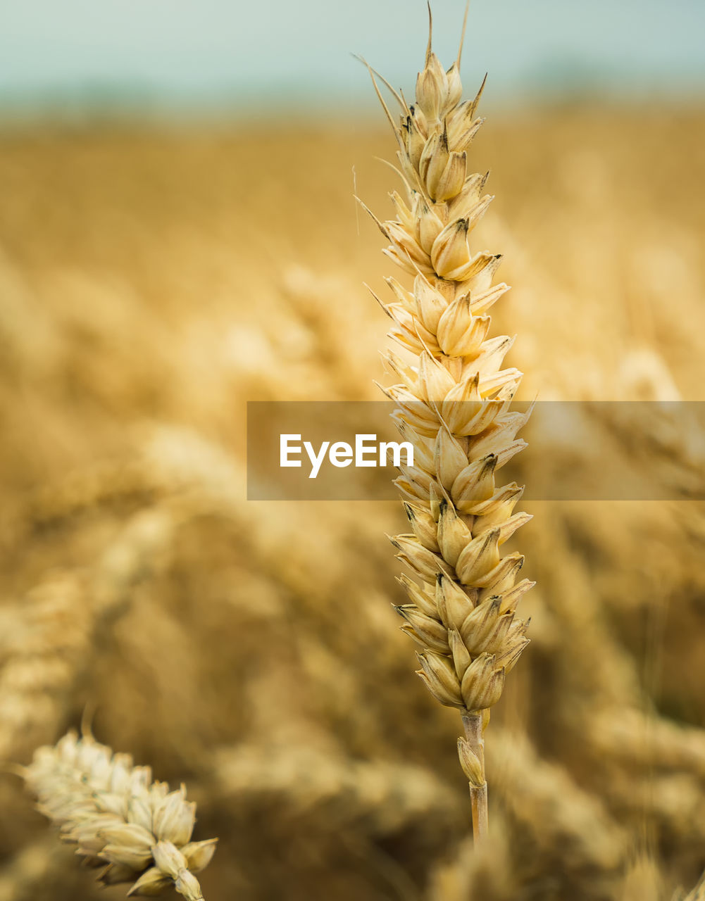 agriculture, crop, cereal plant, food, plant, landscape, rural scene, field, land, wheat, growth, nature, farm, barley, gold, food and drink, environment, sky, summer, close-up, harvesting, food grain, focus on foreground, beauty in nature, grass, plant stem, cultivated, no people, ripe, yellow, seed, whole grain, outdoors, organic, scenics - nature, prairie, sunlight, selective focus, copy space, brown, tranquility, macro, non-urban scene, backgrounds, corn, day, vegetable, oat - crop, autumn, vibrant color, dry