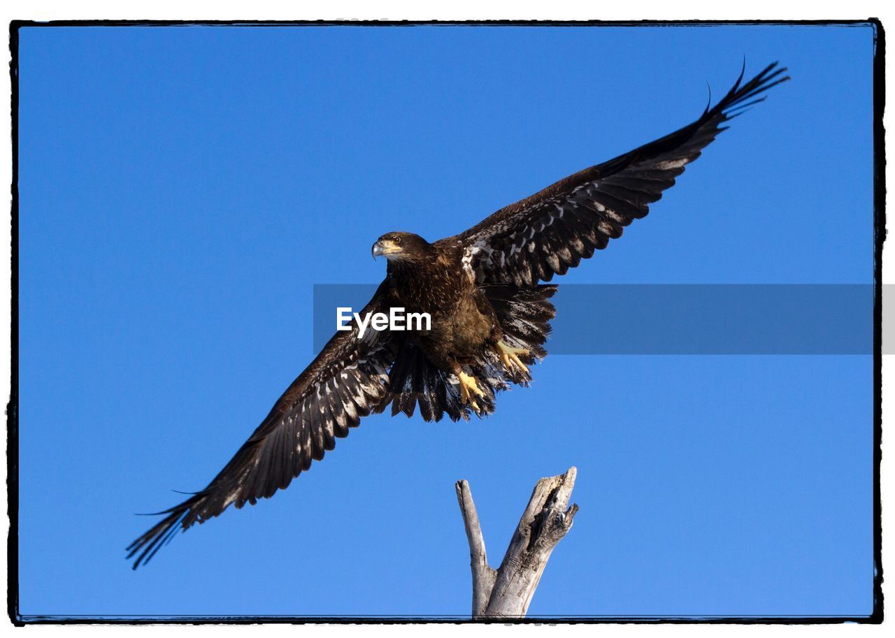 LOW ANGLE VIEW OF OWL FLYING AGAINST CLEAR BLUE SKY