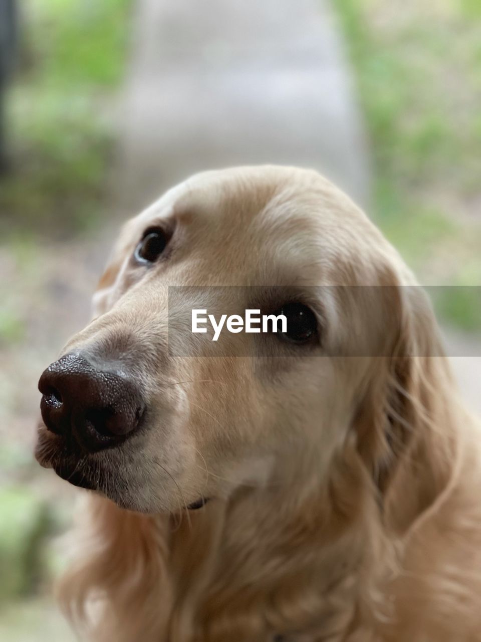 CLOSE-UP PORTRAIT OF A DOG