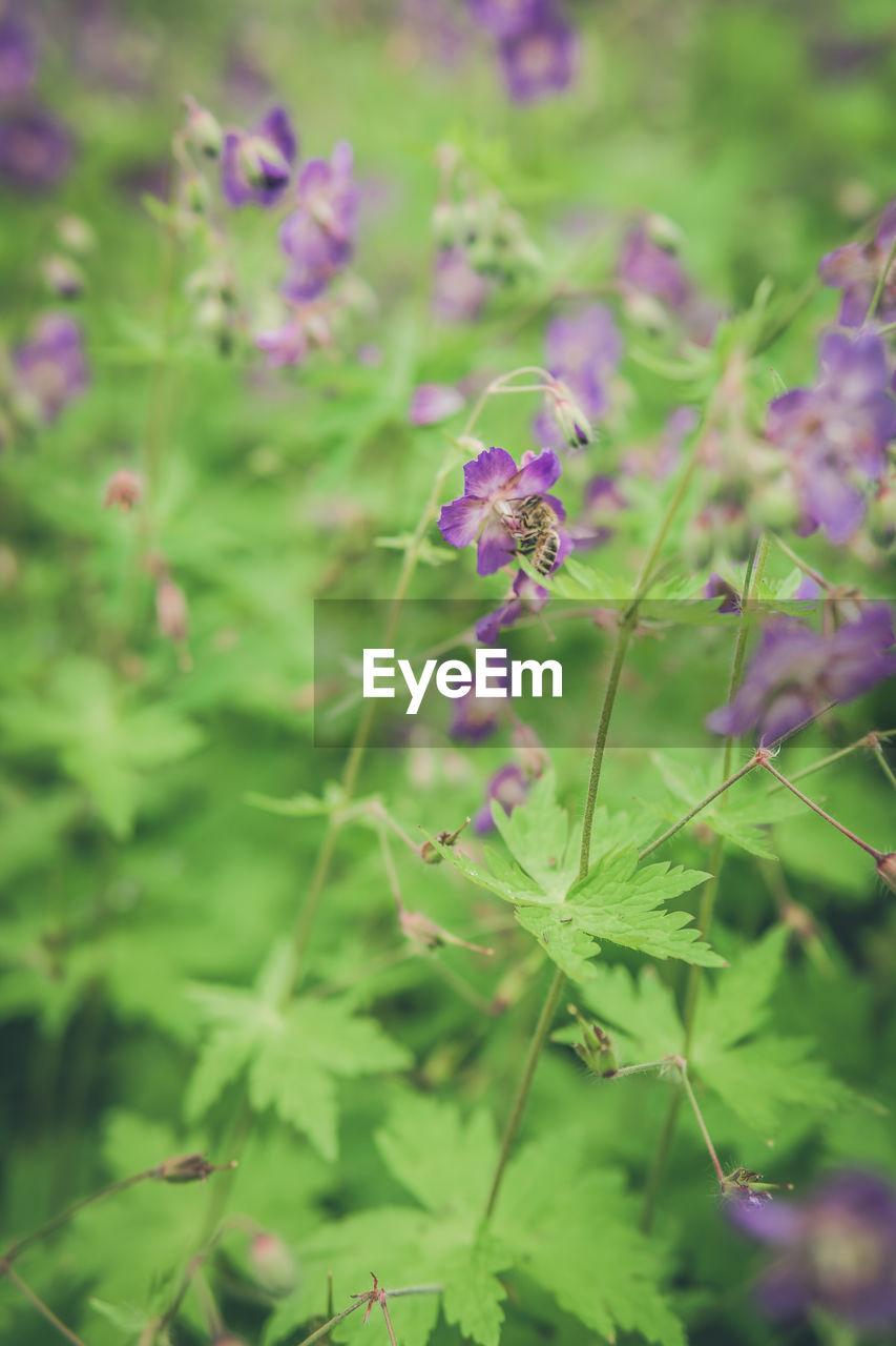 CLOSE-UP OF PURPLE FLOWERING PLANT