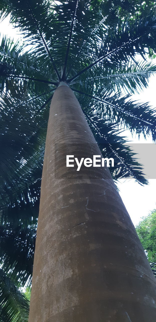 tree, low angle view, plant, no people, palm tree, nature, growth, day, tropical climate, outdoors, tree trunk, tall - high, trunk, beauty in nature, sunlight, tranquility, sky, leaf, branch, forest, coconut palm tree, palm leaf, bamboo - plant, tree canopy