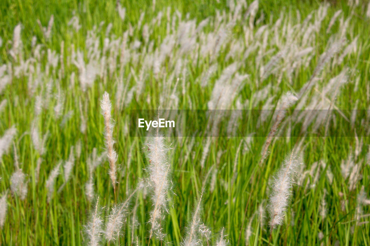 CLOSE-UP OF WHEAT GROWING IN FIELD