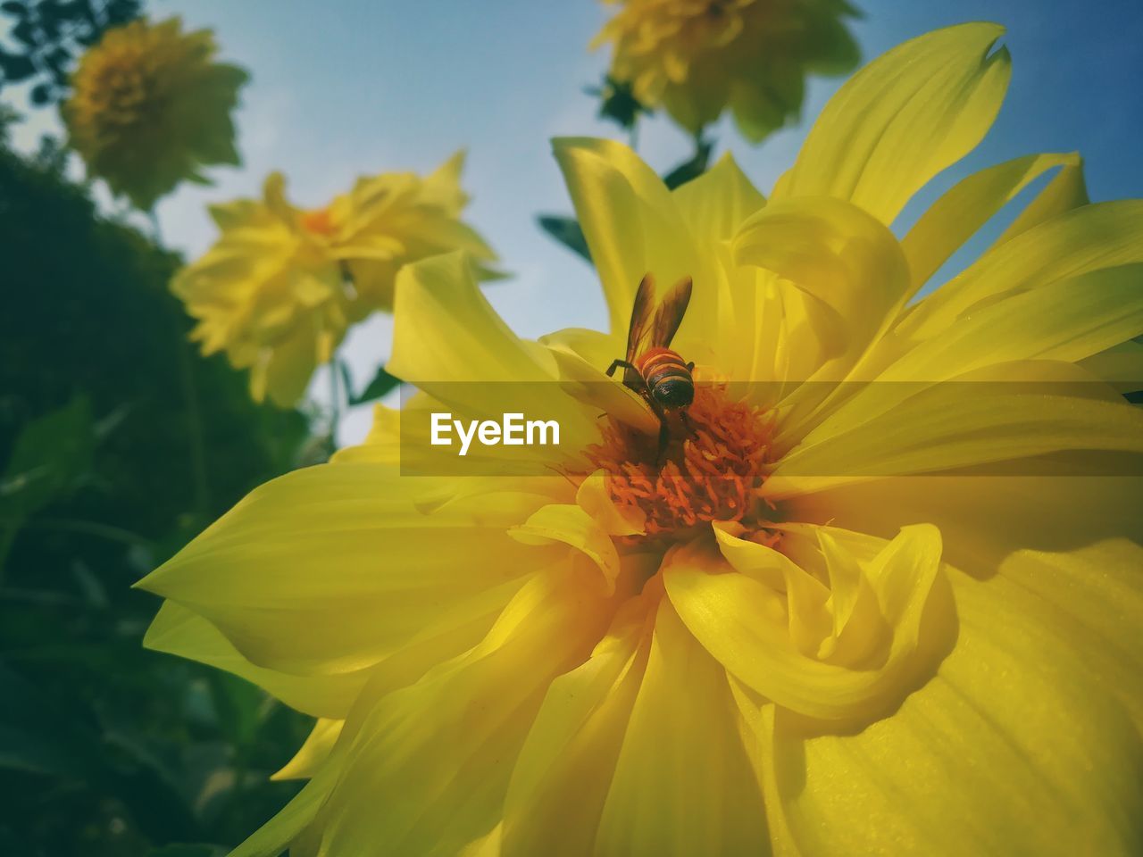 CLOSE-UP OF HONEY BEE ON YELLOW FLOWER