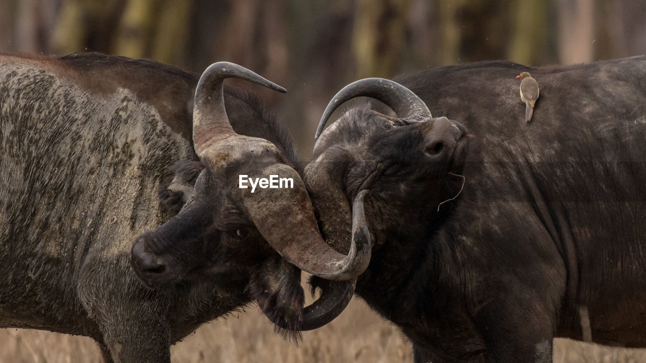 African cape buffalo, africa