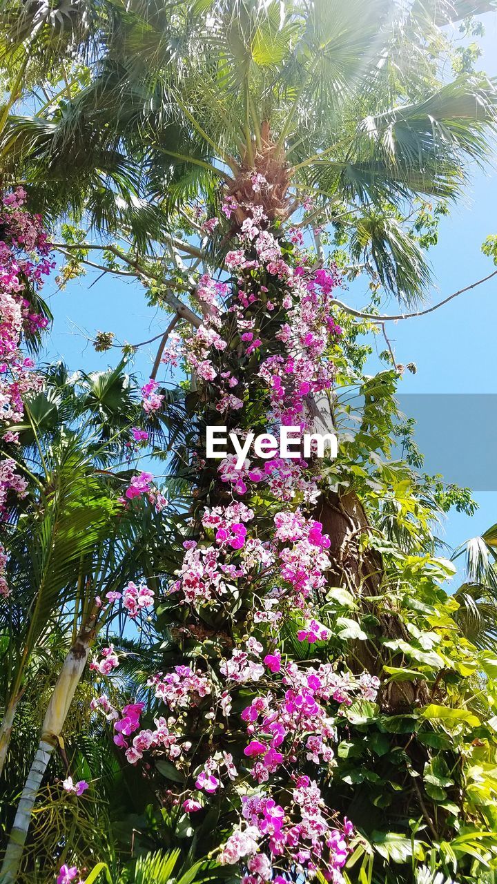 LOW ANGLE VIEW OF PURPLE FLOWERING PLANTS AGAINST SKY