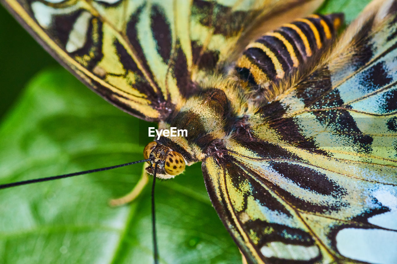 close-up of butterfly on leaf