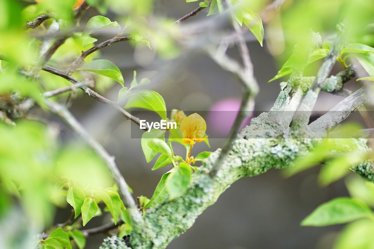 CLOSE-UP OF YELLOW FLOWERING PLANT DURING AUTUMN