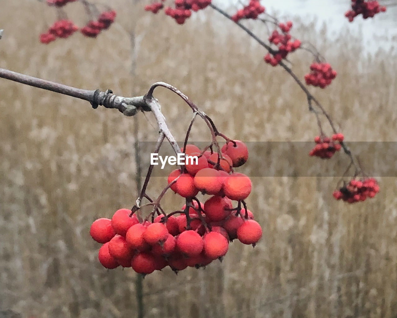 CLOSE-UP OF RED BERRIES ON BRANCH