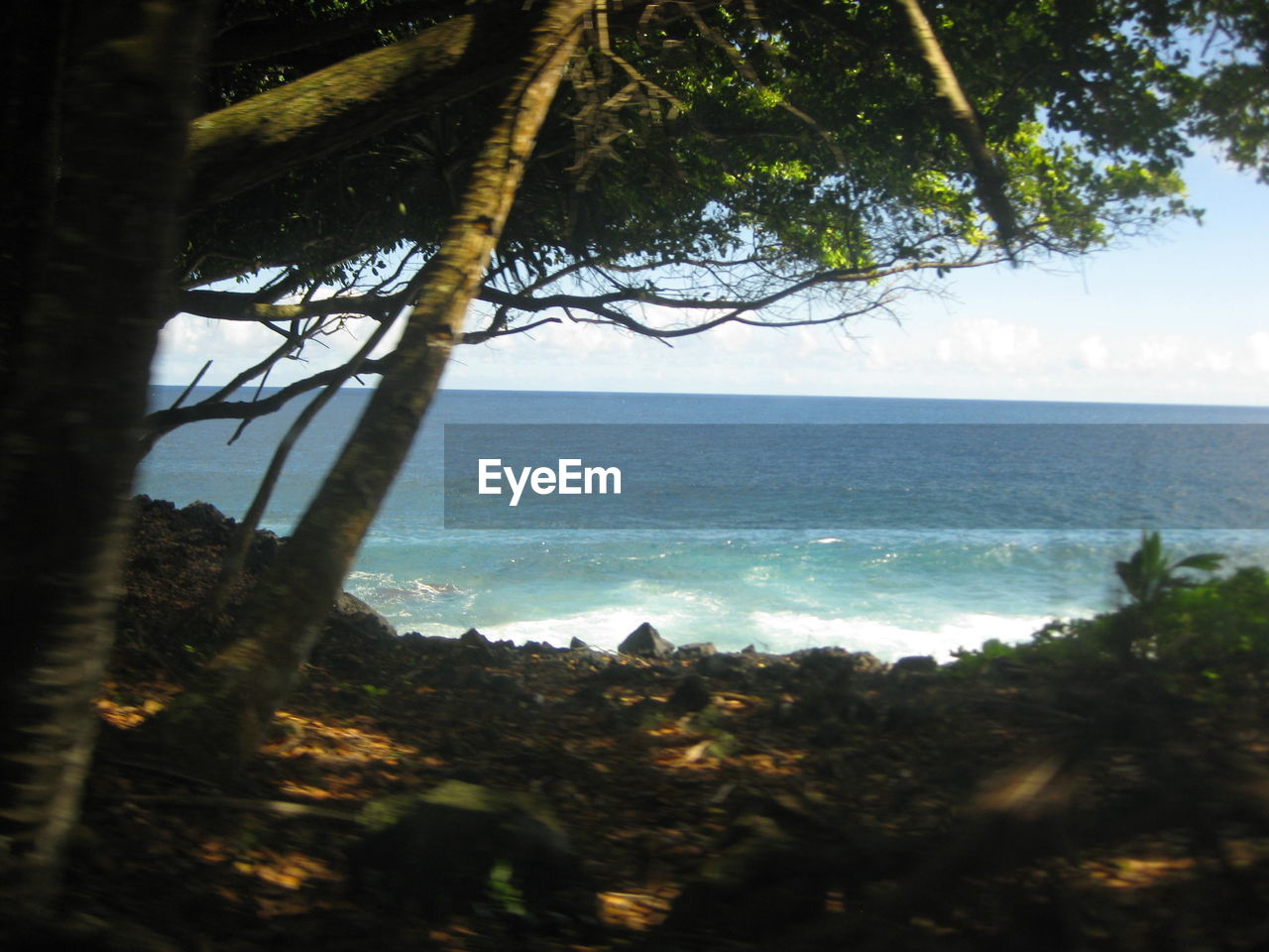 TREES BY SEA AGAINST SKY