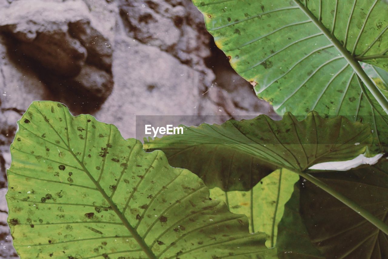 Close-up of wet leaves