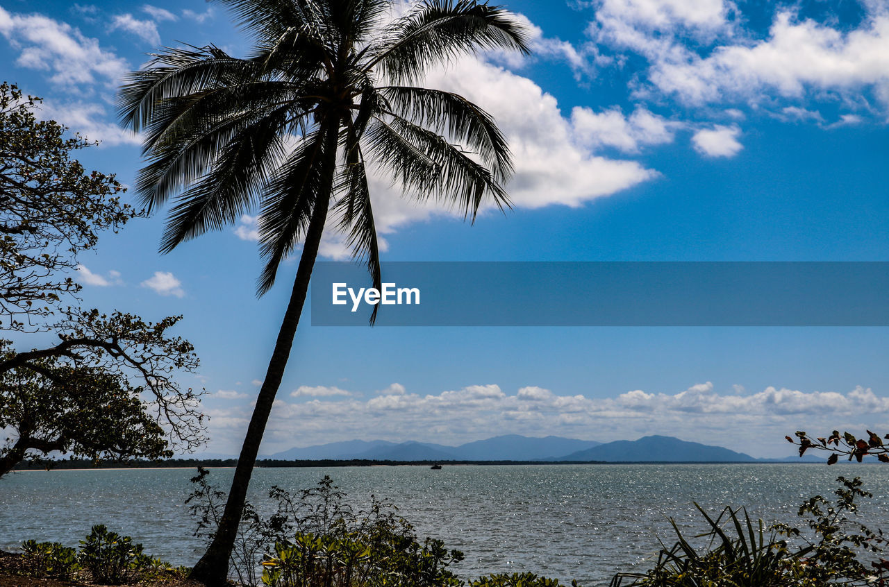 PALM TREES ON BEACH