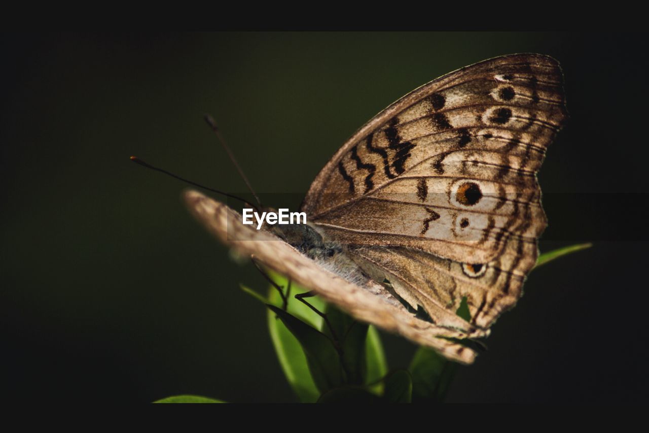CLOSE-UP OF BUTTERFLY ON A LEAF