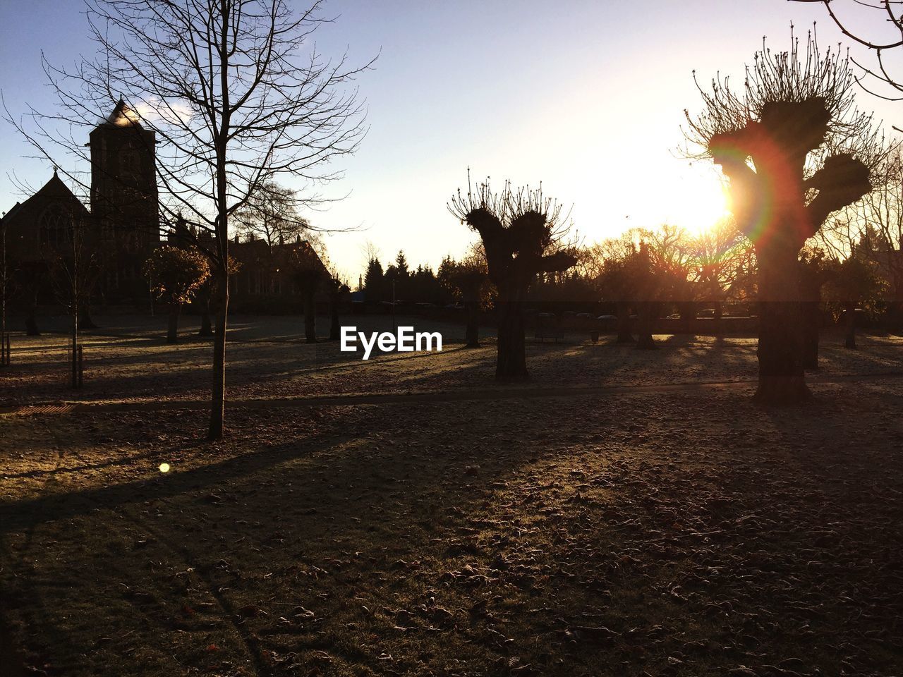 TREES AT SUNSET