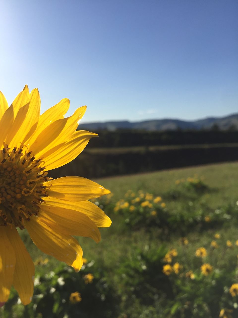 Close-up of sunflower blooming on field against clear sky