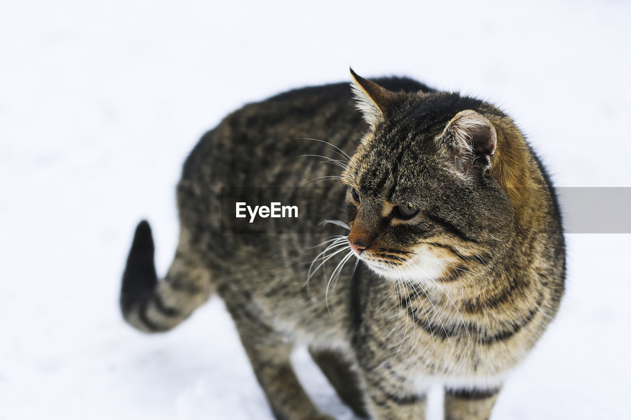 close-up of cat against white background