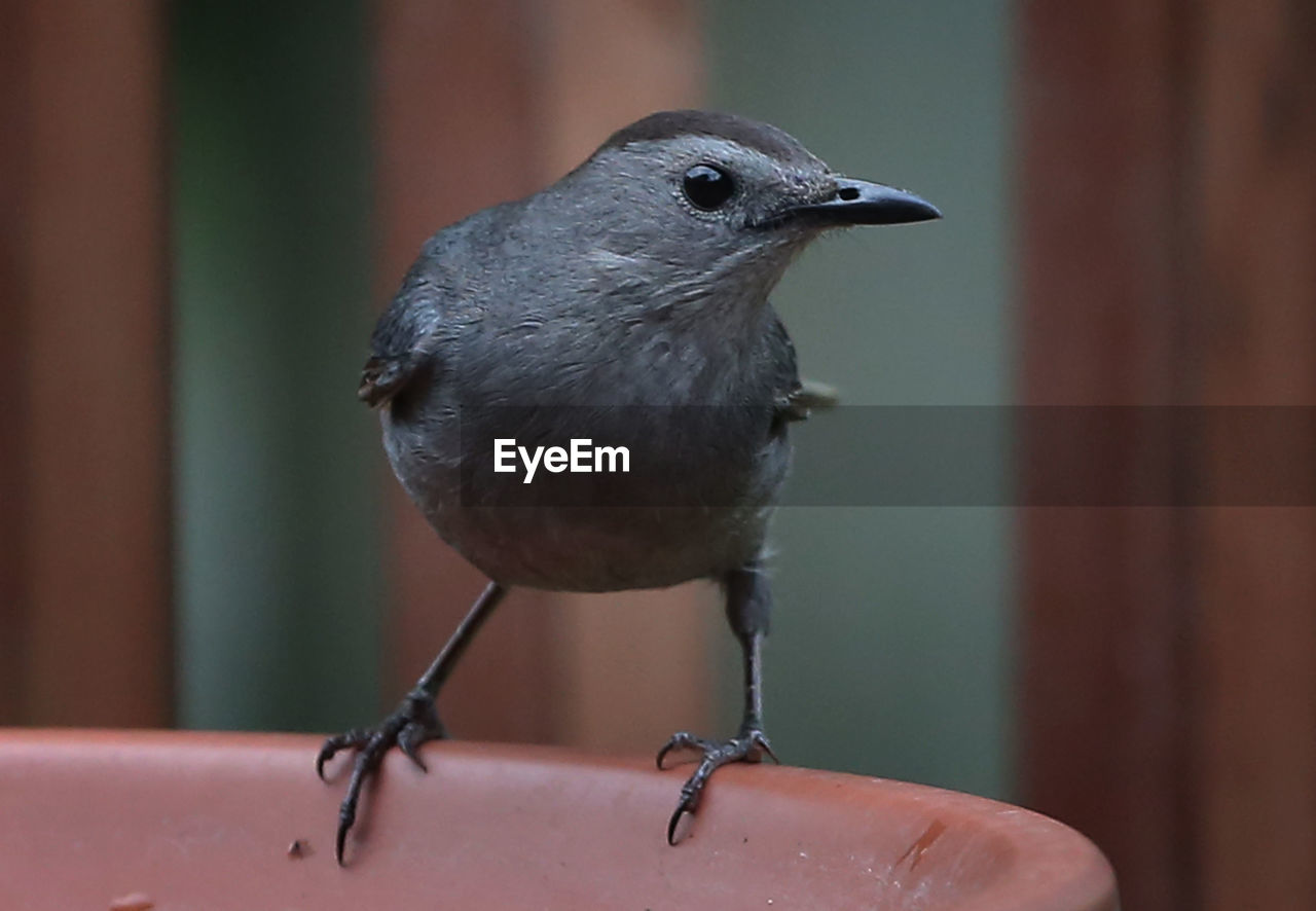 CLOSE-UP OF BIRD PERCHING ON STICK