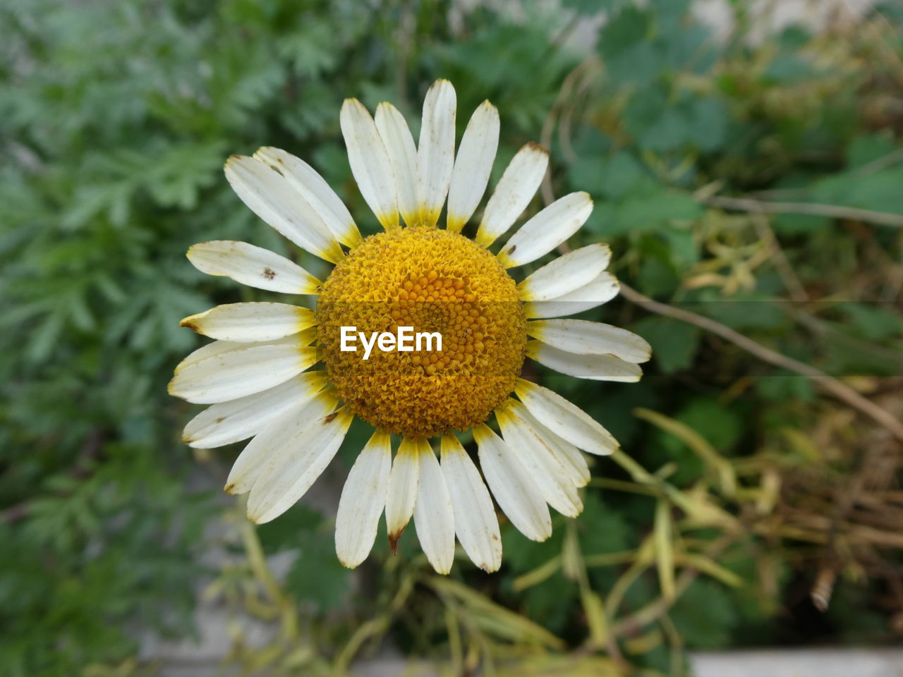 CLOSE-UP OF YELLOW FLOWER