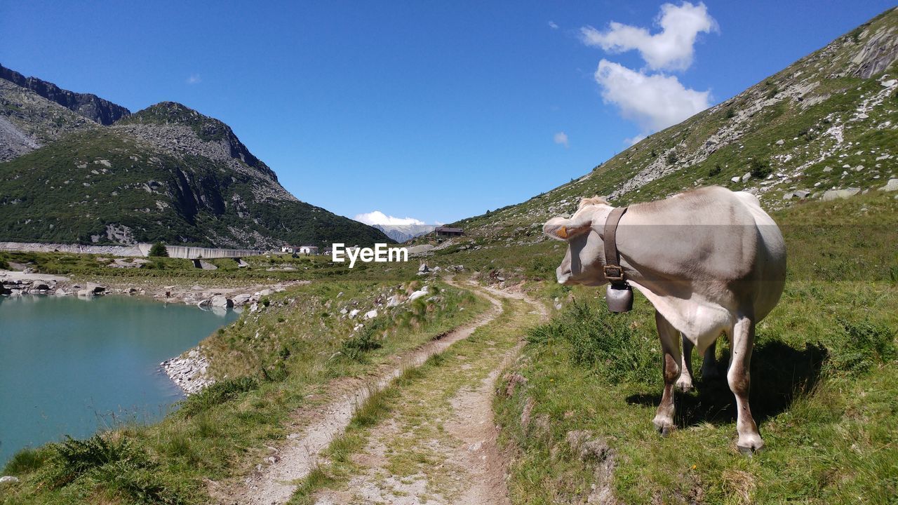 Cows on field against sky