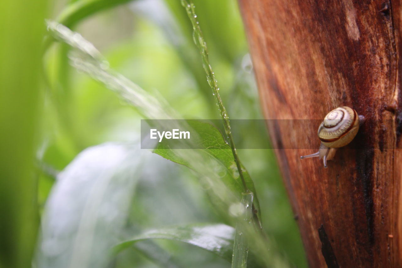 Close-up of snail crawling on bark