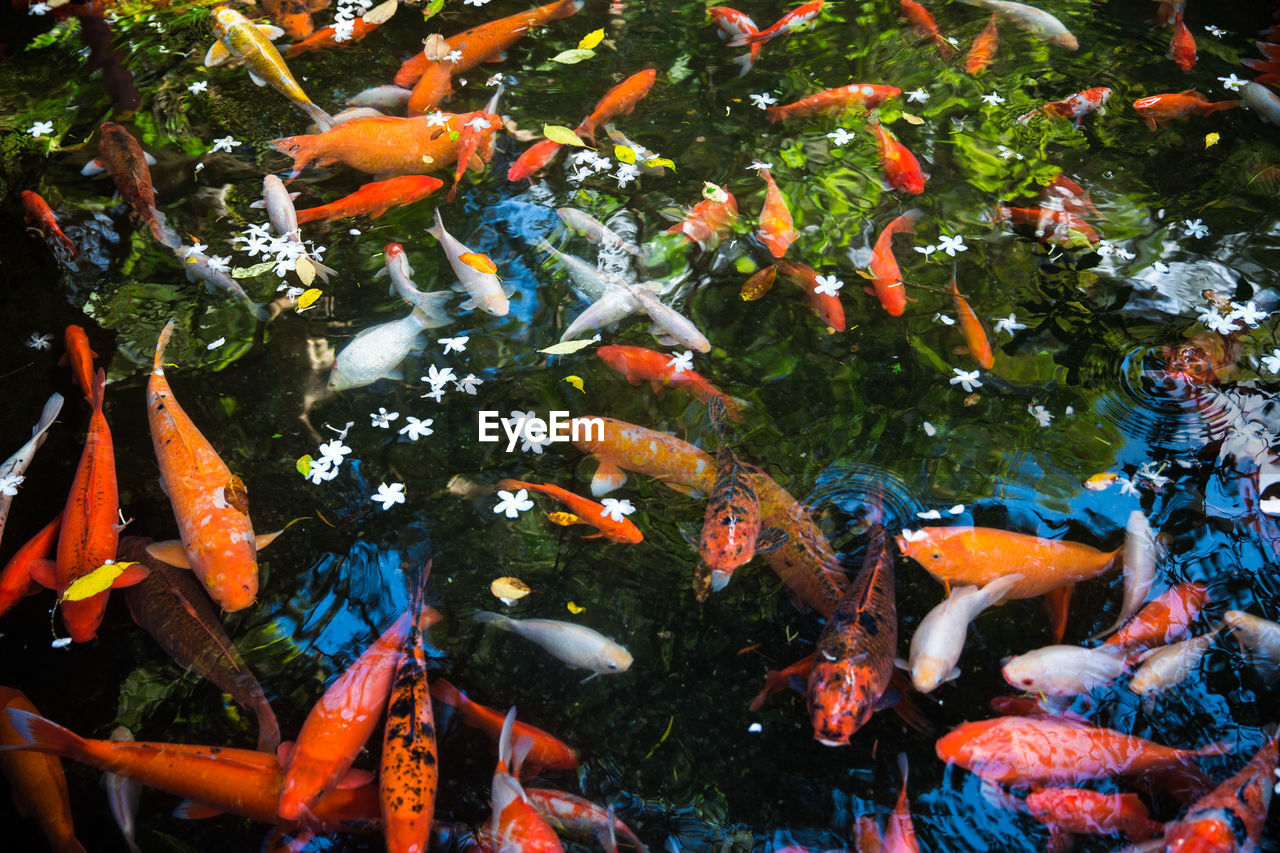 High angle view of koi fish swimming in pond